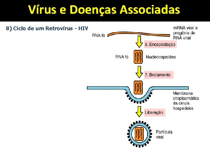 Vírus e Doenças Associadas 8) Ciclo de um Retrovírus - HIV 