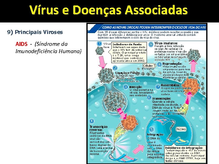 Vírus e Doenças Associadas 9) Principais Viroses AIDS - (Síndrome da Imunodeficiência Humana) www.