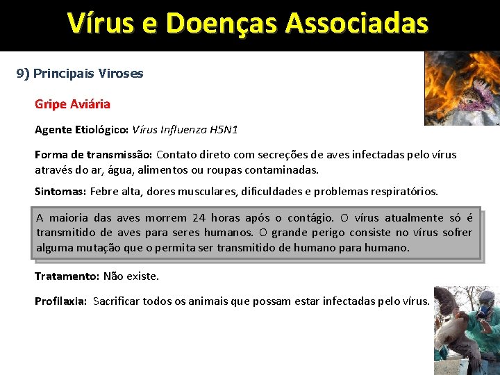 Vírus e Doenças Associadas 9) Principais Viroses Gripe Aviária Agente Etiológico: Vírus Influenza H