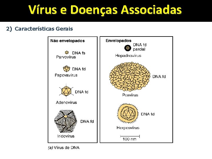 Vírus e Doenças Associadas 2) Características Gerais 