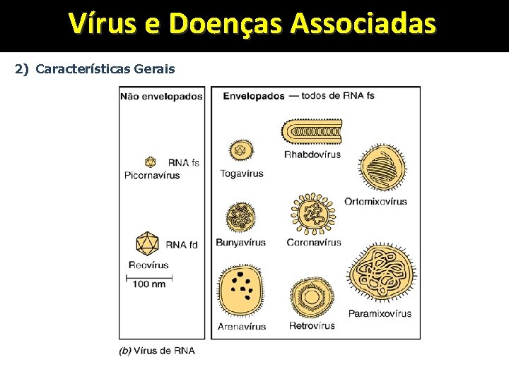 Vírus e Doenças Associadas 2) Características Gerais 