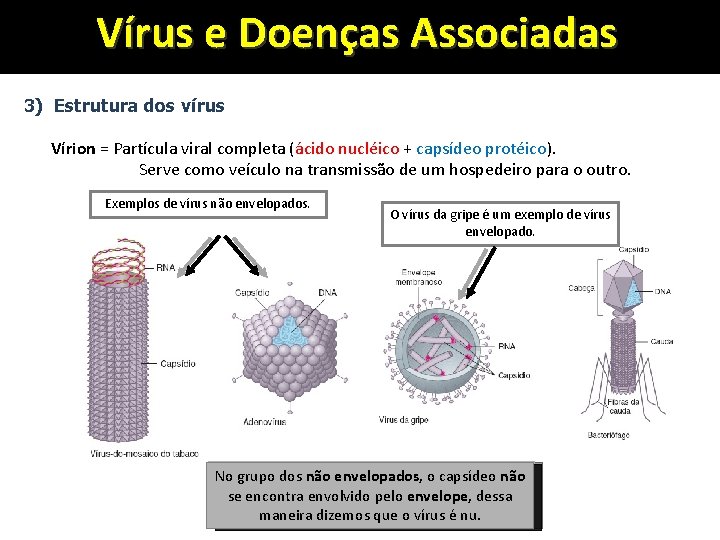 Vírus e Doenças Associadas 3) Estrutura dos vírus Vírion = Partícula viral completa (ácido