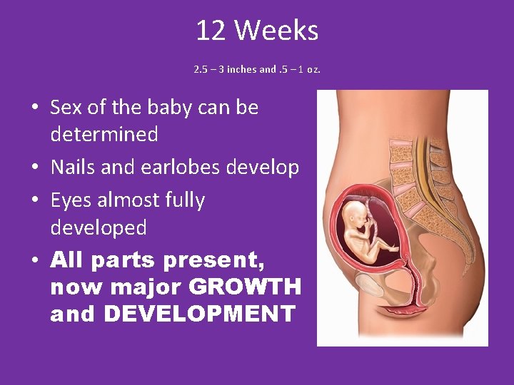 12 Weeks 2. 5 – 3 inches and. 5 – 1 oz. • Sex