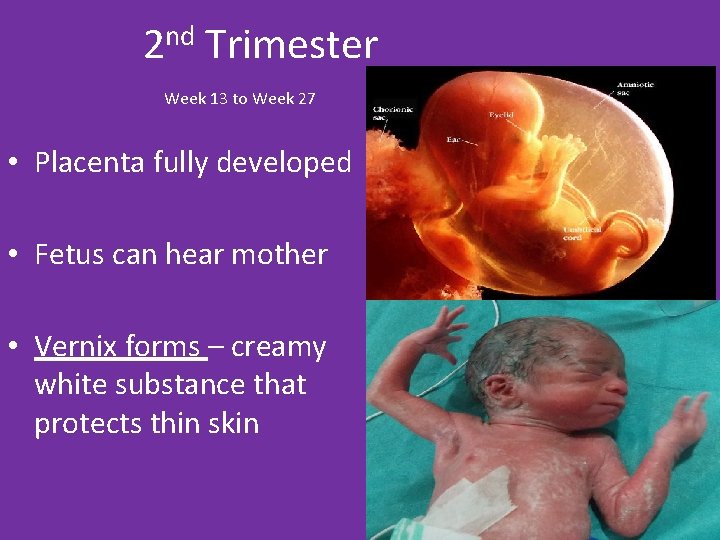 2 nd Trimester Week 13 to Week 27 • Placenta fully developed • Fetus