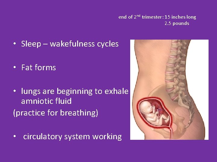 end of 2 nd trimester: 15 inches long 2. 5 pounds • Sleep –