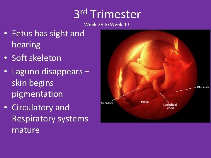 3 rd Trimester Week 28 to Week 40 • Fetus has sight and hearing