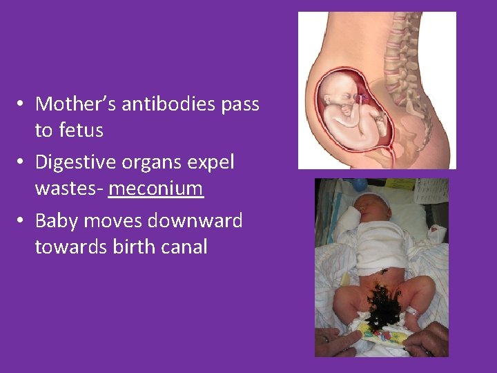  • Mother’s antibodies pass to fetus • Digestive organs expel wastes- meconium •