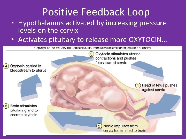 Positive Feedback Loop • Hypothalamus activated by increasing pressure levels on the cervix •