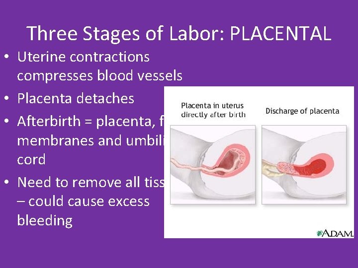 Three Stages of Labor: PLACENTAL • Uterine contractions compresses blood vessels • Placenta detaches