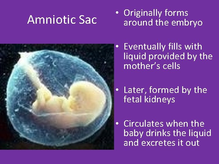 Amniotic Sac • Originally forms around the embryo • Eventually fills with liquid provided