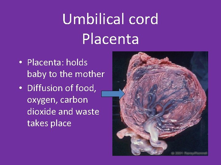 Umbilical cord Placenta • Placenta: holds baby to the mother • Diffusion of food,