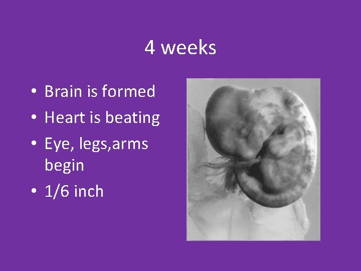 4 weeks • Brain is formed • Heart is beating • Eye, legs, arms