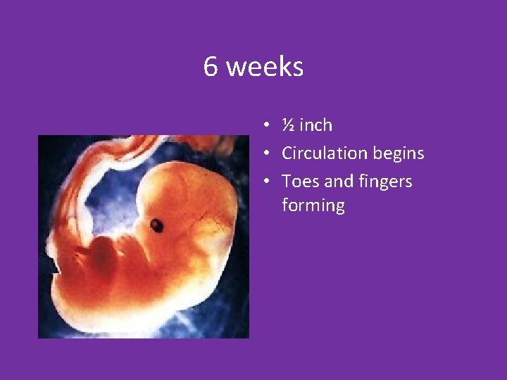 6 weeks • ½ inch • Circulation begins • Toes and fingers forming 