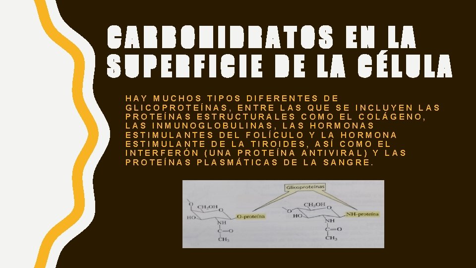 CARBOHIDRATOS EN LA SUPERFICIE DE LA CÉLULA HAY MUCHOS TIPOS DIFERENTES DE GLICOPROTEÍNAS, ENTRE