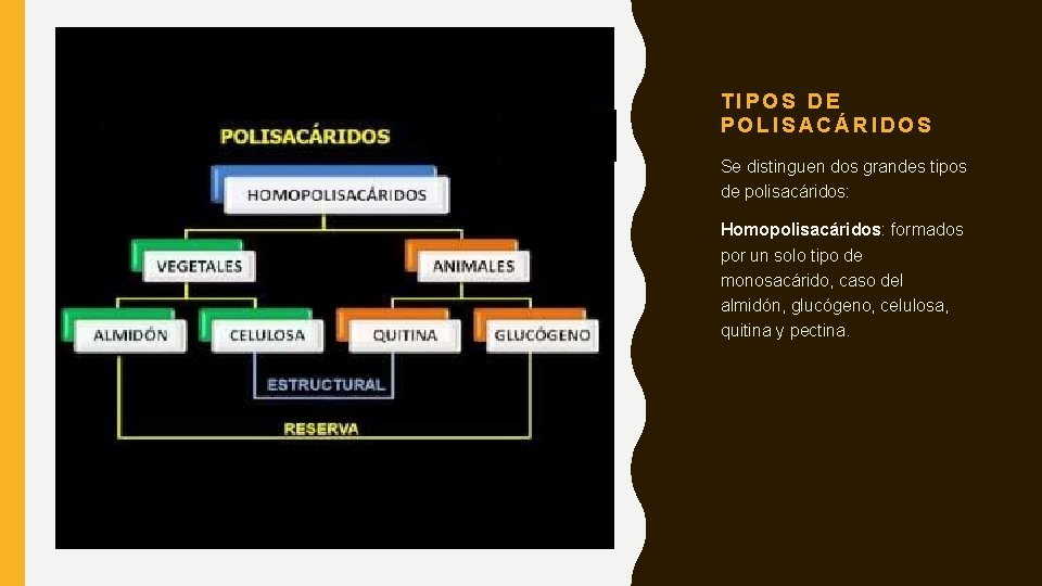 TIPOS DE POLISACÁRIDOS Se distinguen dos grandes tipos de polisacáridos: Homopolisacáridos: formados por un