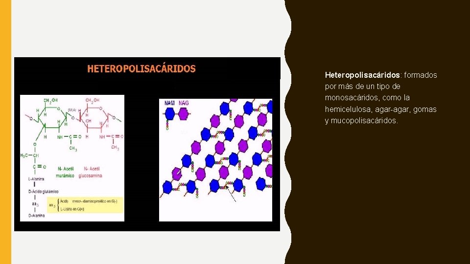 Heteropolisacáridos: formados por más de un tipo de monosacáridos, como la hemicelulosa, agar-agar, gomas