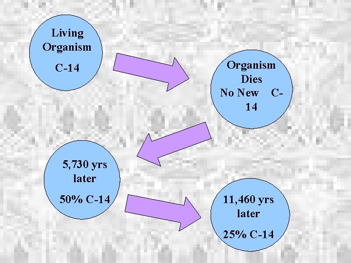 Living Organism C-14 Organism Dies No New C 14 5, 730 yrs later 50%
