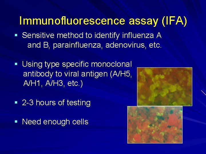 Immunofluorescence assay (IFA) § Sensitive method to identify influenza A and B, parainfluenza, adenovirus,