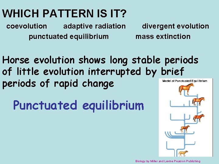 WHICH PATTERN IS IT? coevolution adaptive radiation punctuated equilibrium divergent evolution mass extinction Horse