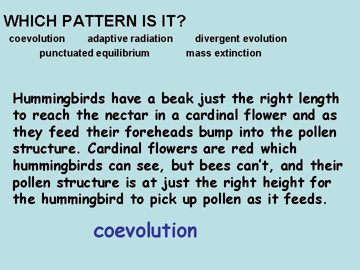 WHICH PATTERN IS IT? coevolution adaptive radiation punctuated equilibrium divergent evolution mass extinction Hummingbirds