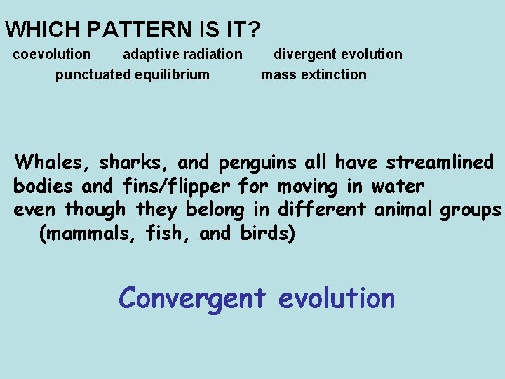 WHICH PATTERN IS IT? coevolution adaptive radiation punctuated equilibrium divergent evolution mass extinction Whales,