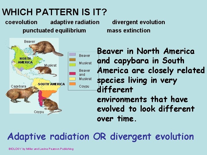 WHICH PATTERN IS IT? coevolution adaptive radiation punctuated equilibrium divergent evolution mass extinction Beaver