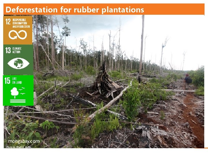 Deforestation for rubber plantations Photo by Rhett A. Butler. (ERIC FEFERBERG/AFP/Getty Images) 