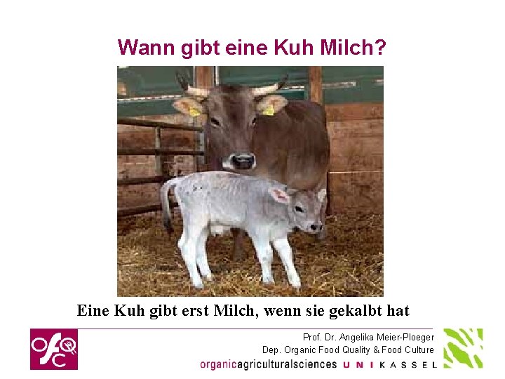 Wann gibt eine Kuh Milch? Eine Kuh gibt erst Milch, wenn sie gekalbt hat