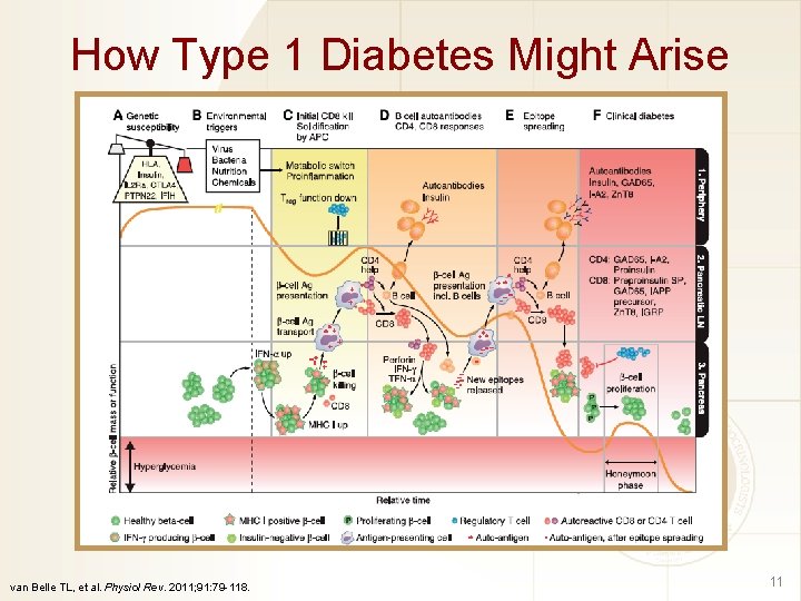 How Type 1 Diabetes Might Arise van Belle TL, et al. Physiol Rev. 2011;