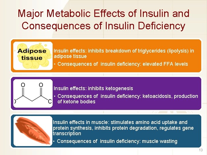 Major Metabolic Effects of Insulin and Consequences of Insulin Deficiency Insulin effects: inhibits breakdown