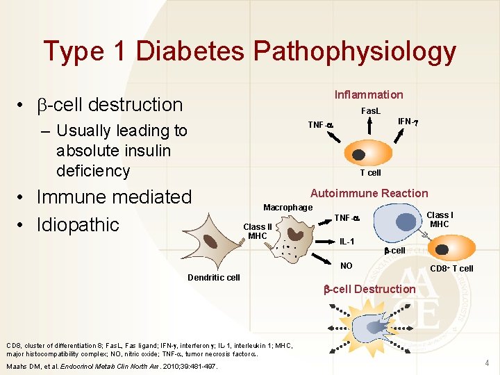 Type 1 Diabetes Pathophysiology Inflammation • -cell destruction Fas. L IFN-g TNF-a – Usually