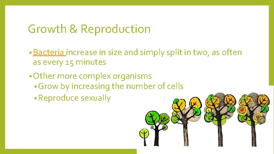 Growth & Reproduction • Bacteria increase in size and simply split in two, as