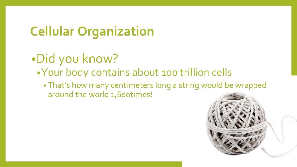 Cellular Organization • Did you know? • Your body contains about 100 trillion cells