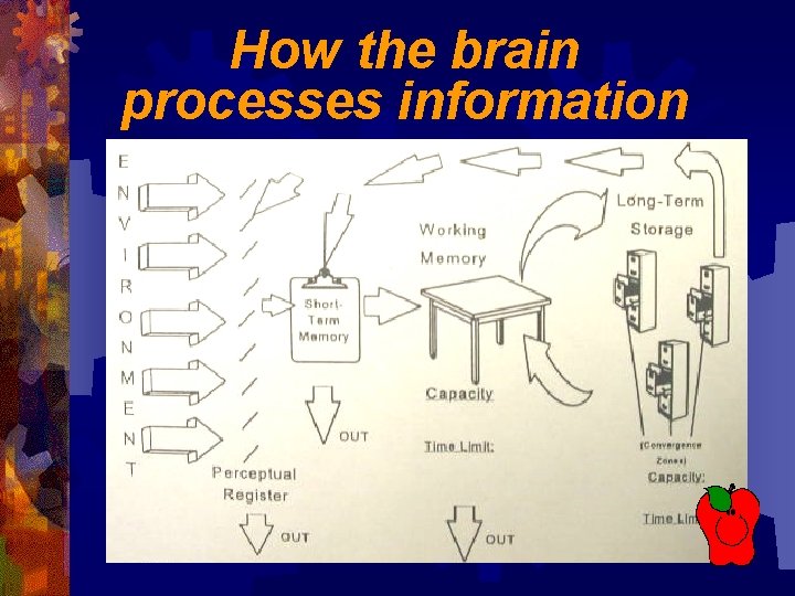 How the brain processes information 