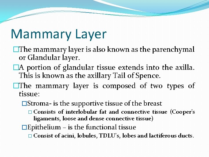 Mammary Layer �The mammary layer is also known as the parenchymal or Glandular layer.