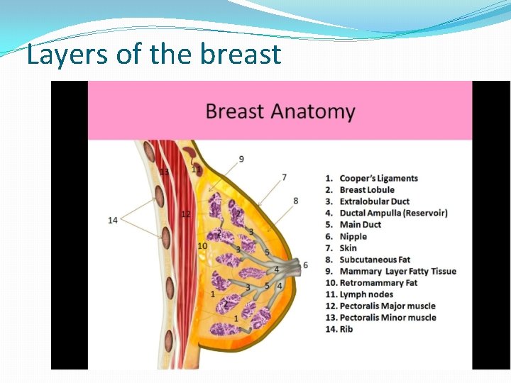 Layers of the breast 