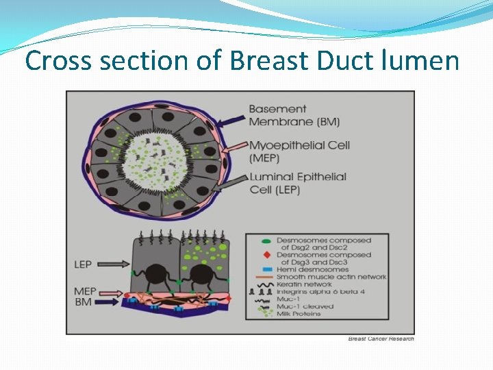 Cross section of Breast Duct lumen 