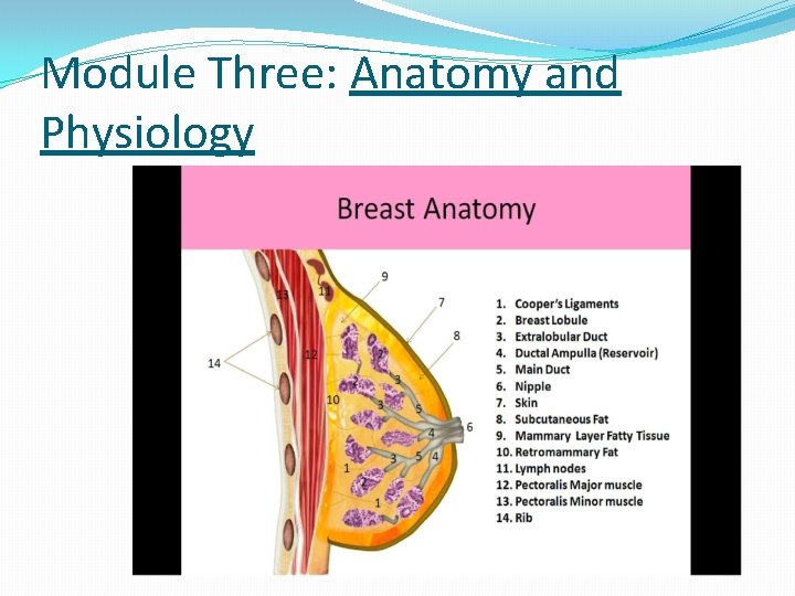 Module Three: Anatomy and Physiology 