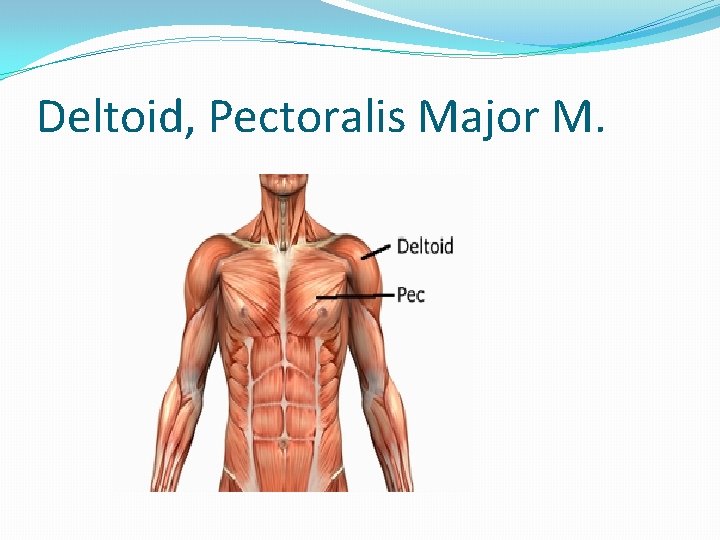 Deltoid, Pectoralis Major M. 