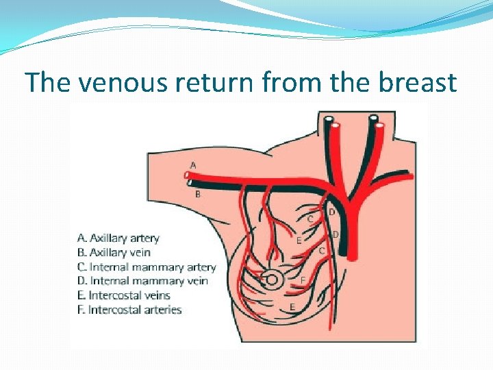 The venous return from the breast 