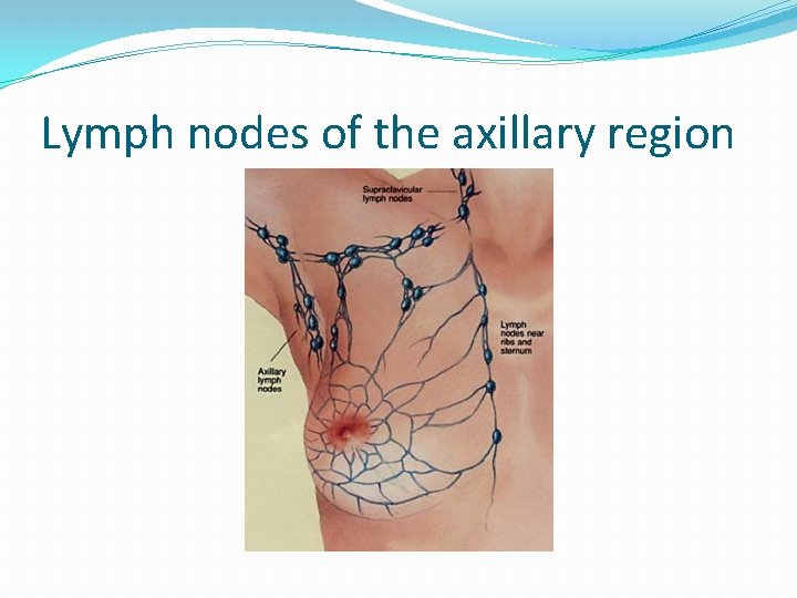 Lymph nodes of the axillary region 
