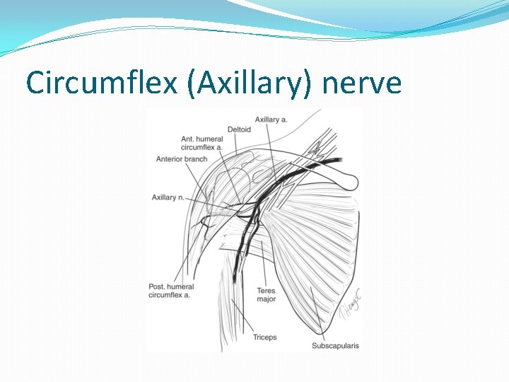 Circumflex (Axillary) nerve 