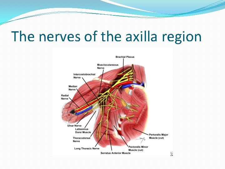 The nerves of the axilla region 