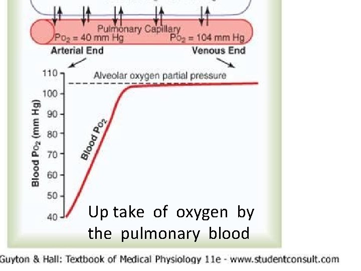 Up take of oxygen by the pulmonary blood 