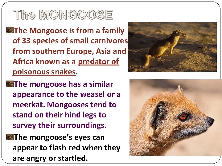 The MONGOOSE The Mongoose is from a family of 33 species of small carnivores