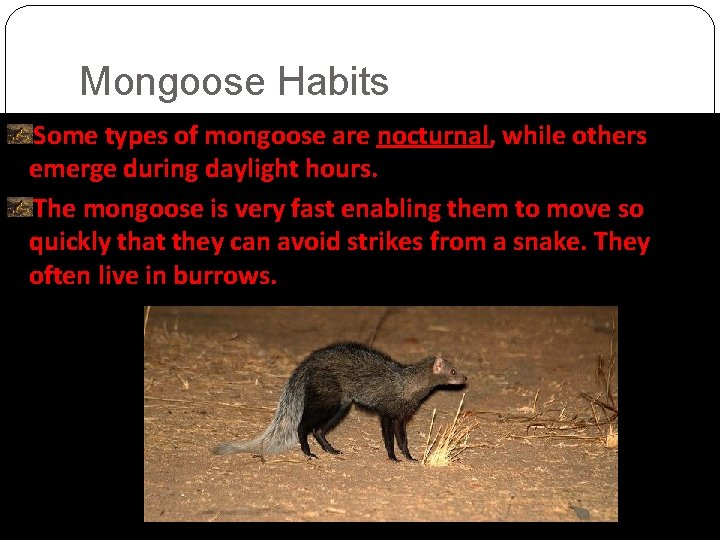 Mongoose Habits Some types of mongoose are nocturnal, while others emerge during daylight hours.