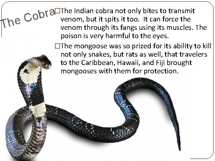 C e Th �The Indian cobra not only bites to transmit a obr venom,
