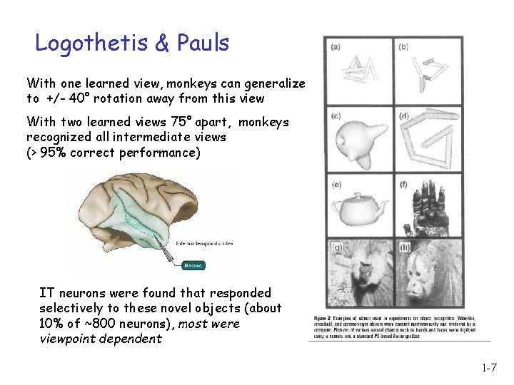 Logothetis & Pauls With one learned view, monkeys can generalize to +/- 40° rotation