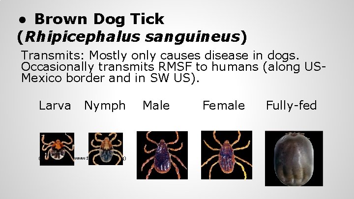 ● Brown Dog Tick (Rhipicephalus sanguineus) Transmits: Mostly only causes disease in dogs. Occasionally