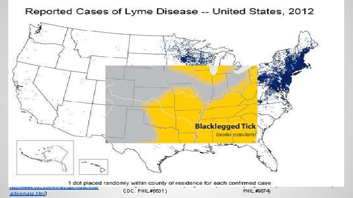● Bacterial Lyme Disease ● Flu-like symptoms ● Stiff neck ● Fatigue and headache